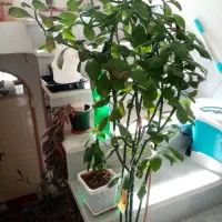 گل کاکتوس زیبا و درختچه فردوس|گل و گیاه طبیعی|سنندج, |دیوار