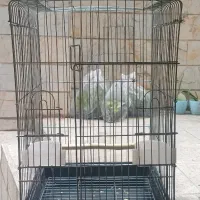 قفس طوطی