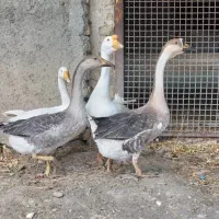 قوغاز|حیوانات مزرعه|طرقبه, |دیوار