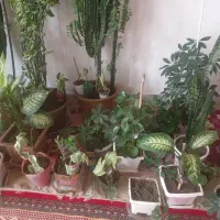 گل   خانگی|گل و گیاه طبیعی|مراغه, |دیوار