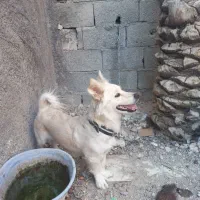 سگ اشپیتز ماده ۲ساله تربیت تکمیل اموزش دیده