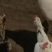 مرغ و خروس محلی تخم گزار