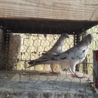 کفتر|پرنده|تهران, زنجان جنوبی|دیوار