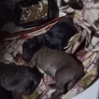 ماستیف ایتالیی(کینکورسو)