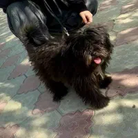 سگ نژاد دار|سگ|مشهد, سرافرازان|دیوار
