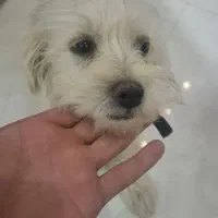 سگ شیتزو|سگ|شاهرود, |دیوار