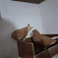 تعداد ۱۰۰عدد دم سفید کرمونی|پرنده|مشهد, هفده شهریور|دیوار