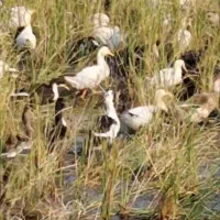 اردک شالیزار پاک کرده با مخلفات شکم 400تومن