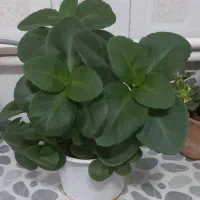 گلهای طبیعی وشاداب ابهر|گل و گیاه طبیعی|ابهر, |دیوار