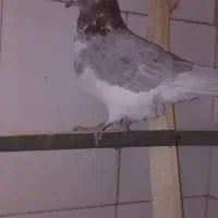 تهرونی|پرنده|کیار, |دیوار