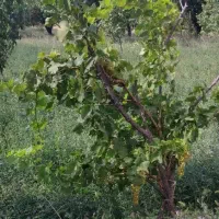 باغ گردو و بادام