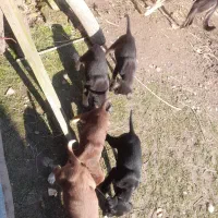 واگذاری توله سگ دو ماهه‌۳ عدد