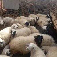 میش وقوش|حیوانات مزرعه|بردسیر, |دیوار