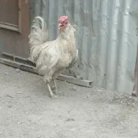 دو عدد خروس گلین جوان