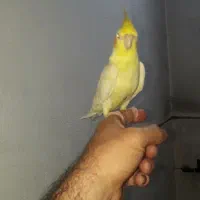 عروس هلندی سخن گو  ۸ماهه تازه رفته تولک|پرنده|سنگر, |دیوار