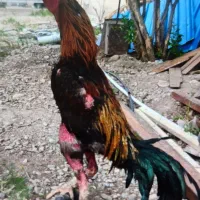 خروس و مرغ لاری