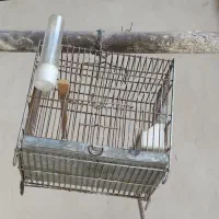 سهره