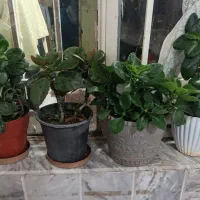 گل طبیعی زیبا