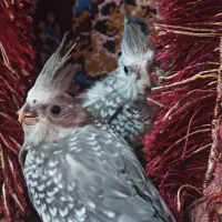 جوجه عروس هلندی