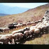 زیر نرخ همه جا* زنده+میش،بره،شیشک گوسفند