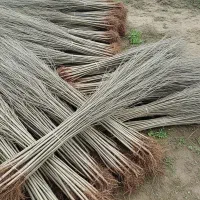 نهال نیگرا ترکیه با ریشه قوی ارسال به سراسر کشور|خدمات باغبانی و درختکاری|تبریز, |دیوار