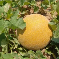 خربزه ملون موجوده