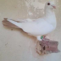 دمبی|پرنده|کرمان, |دیوار