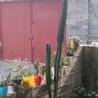 گل کاکتوس پریانوس|گل و گیاه طبیعی|گتاب, |دیوار