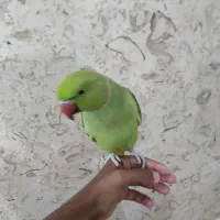 طوطی ملنگو رام سخنگو|پرنده|قشم, |دیوار