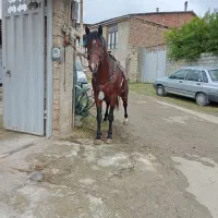 اسب تمام یورقه نرون|اسب و تجهیزات اسبسواری|پایین هولار, |دیوار