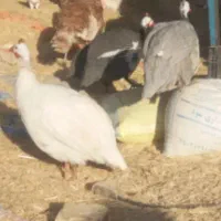 بوفلمون|حیوانات مزرعه|یزد, |دیوار