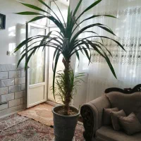 گل پاندانوس برگ خنجری|گل و گیاه طبیعی|محلات, |دیوار