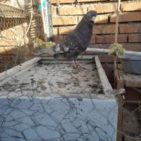 کفتر نر سرور
