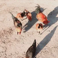 فروش خروس محلی