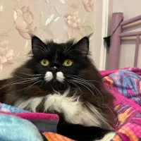 گربه پرشین نر|گربه|بابل, |دیوار