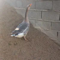 غازمحلی ماده وتخم غاز|حیوانات مزرعه|کلاله, |دیوار