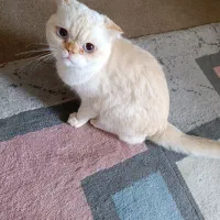 گربه اسکاتیش نر عقیم نشده