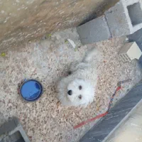 سگ معاوضه باکبوتر