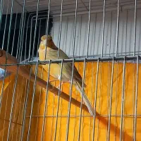 قناری ماده خوشرنگ|پرنده|پاکدشت, پاکدشت (مامازند)|دیوار