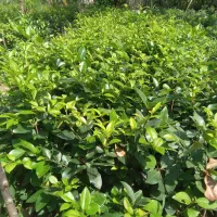 فروش سروشیراز نایلکسی ویاس نایلکسی و۳ونیم ولاوسون