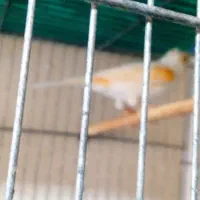 قناری ماده|پرنده|پلدختر, |دیوار