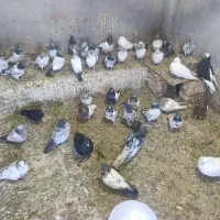 کبوتر بلند پرواز|پرنده|خسروشاه, |دیوار