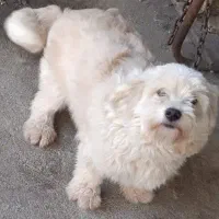 توله سگ پاکوتاه پشمالو|سگ|قائم‌شهر, |دیوار