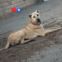 توله سرابی