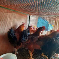 خرید انواع پرنده|پرنده|مهریز, |دیوار