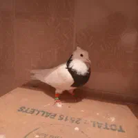 سه تا کبوتر قیمت خوب|پرنده|مرودشت, فرهنگ|دیوار