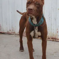 واگذاری پیتبول