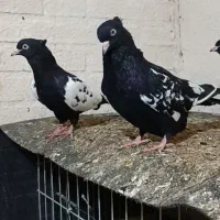 جفت ماده سینه سیاه چشم نوک سفید ککل میخ