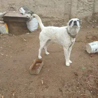 سگ نگهبان|سگ|اسفراین, |دیوار