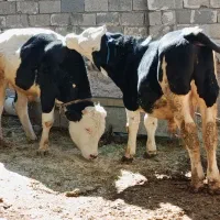 فروش سه راس گوساله نر سیمینتال اصل جنس پرواربندی